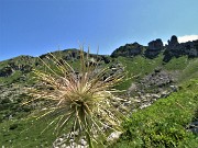38 Pulsatilla alpina 'spettinata' sulla Corna Grande